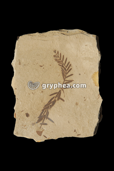 Rameau de Metasequoia (Oligocène, Montana, USA) - gryphea.org